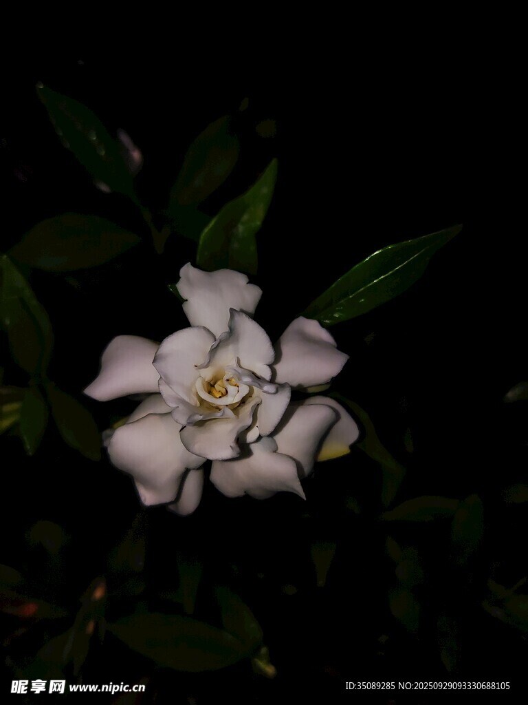 夜下素雅梔子花