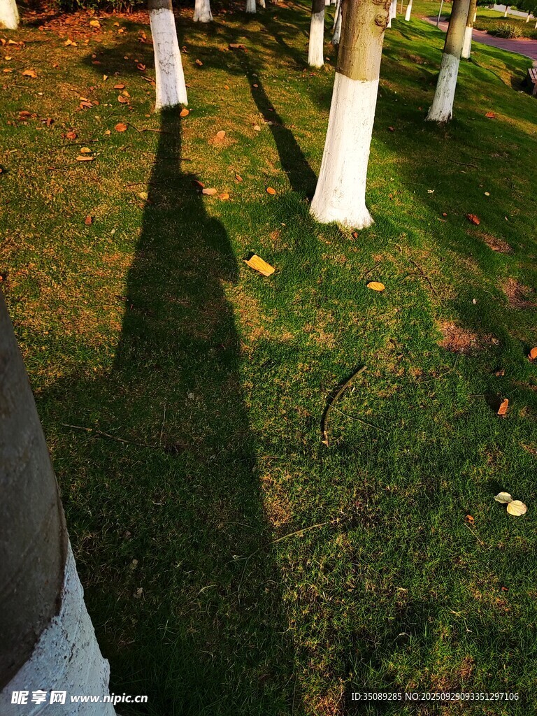 陽光下樹影斑駁的草地