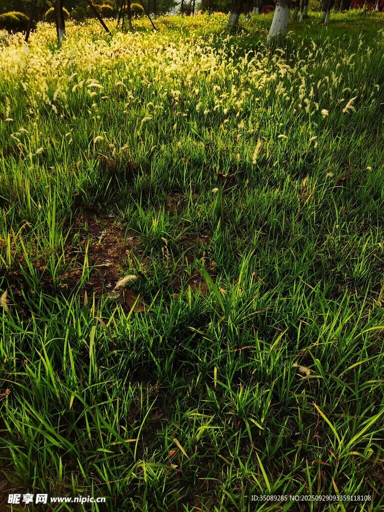 陽光下的翠綠草地