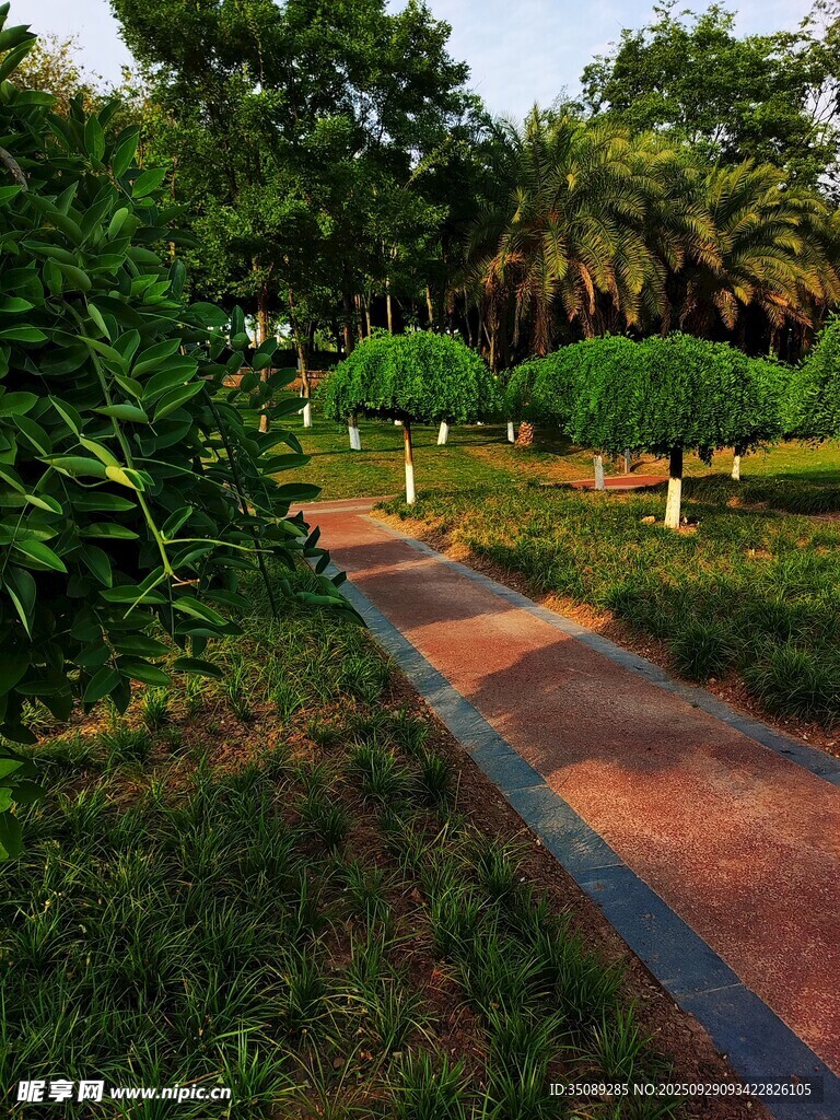公園中的靜謐林蔭小道