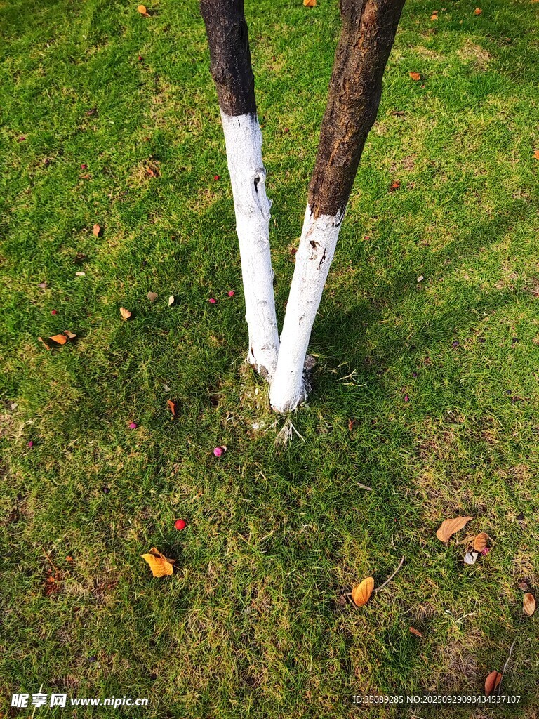 樹干基部涂白的翠綠草地