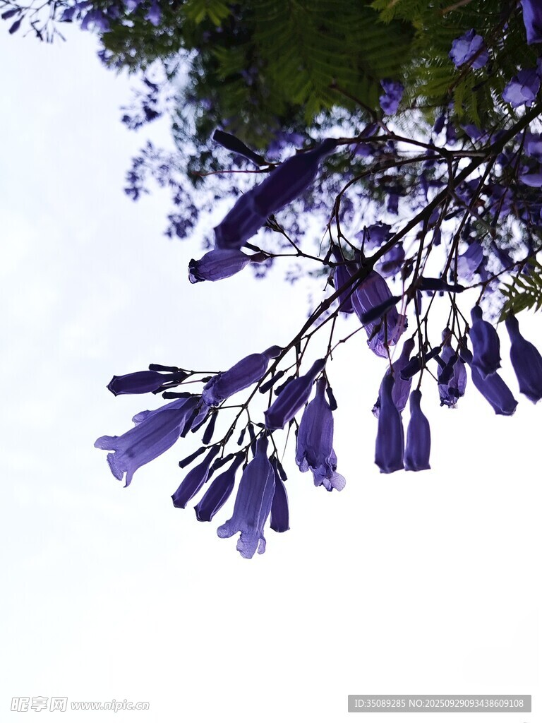 藍花楹枝頭綻放的紫花