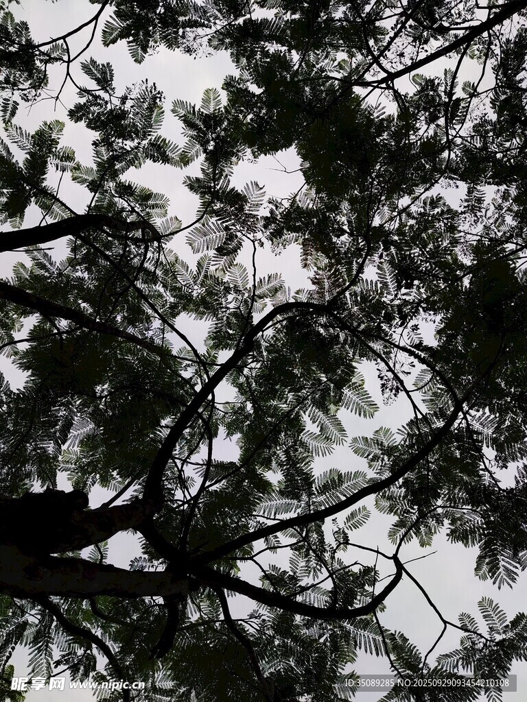 仰視繁茂樹枝景象