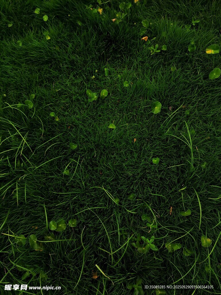 翠綠草地生機(jī)盎然