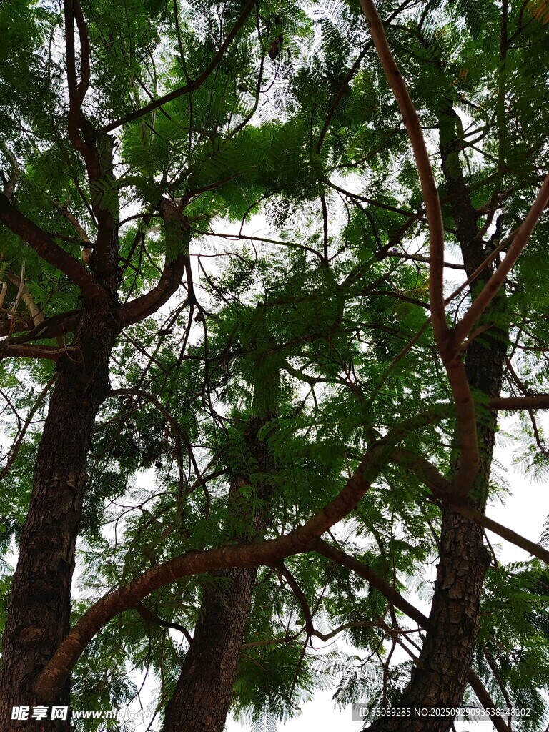 仰視茂密樹林