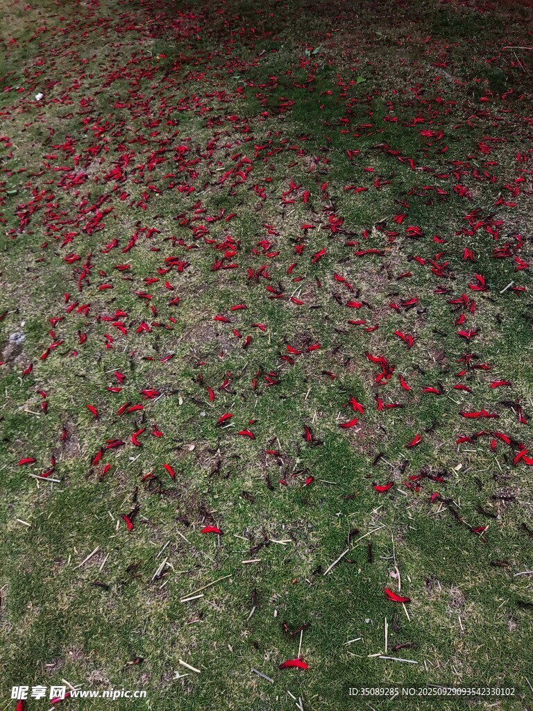 草地上散落的紅色花瓣