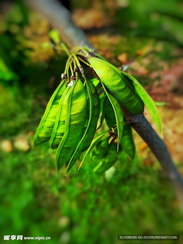 嫩綠枝葉掛于枝頭