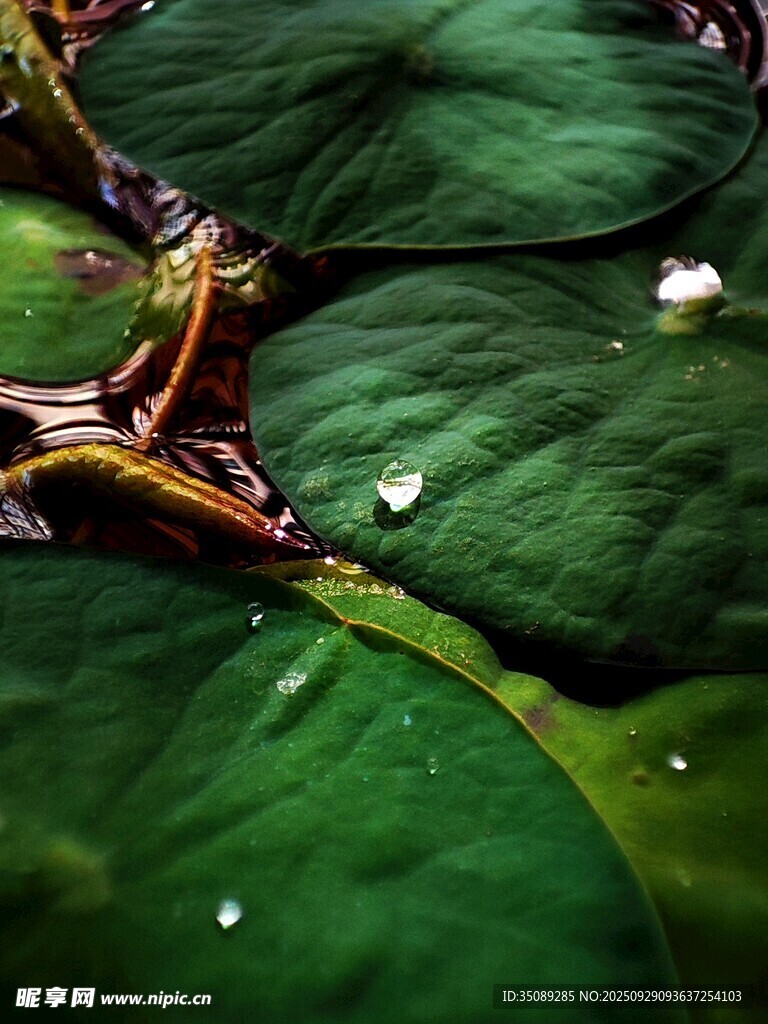 翠綠葉片上的晶瑩水珠