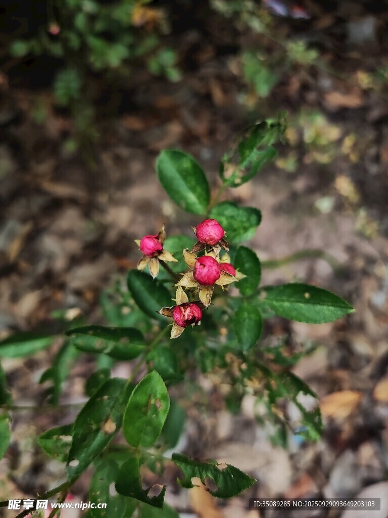 雨中嬌艷的紅色小野花