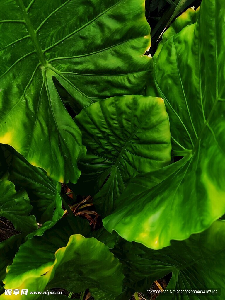 翠綠碩大的植物葉片特寫
