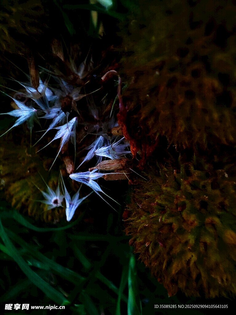 發(fā)光?？缘拿利愋∥r