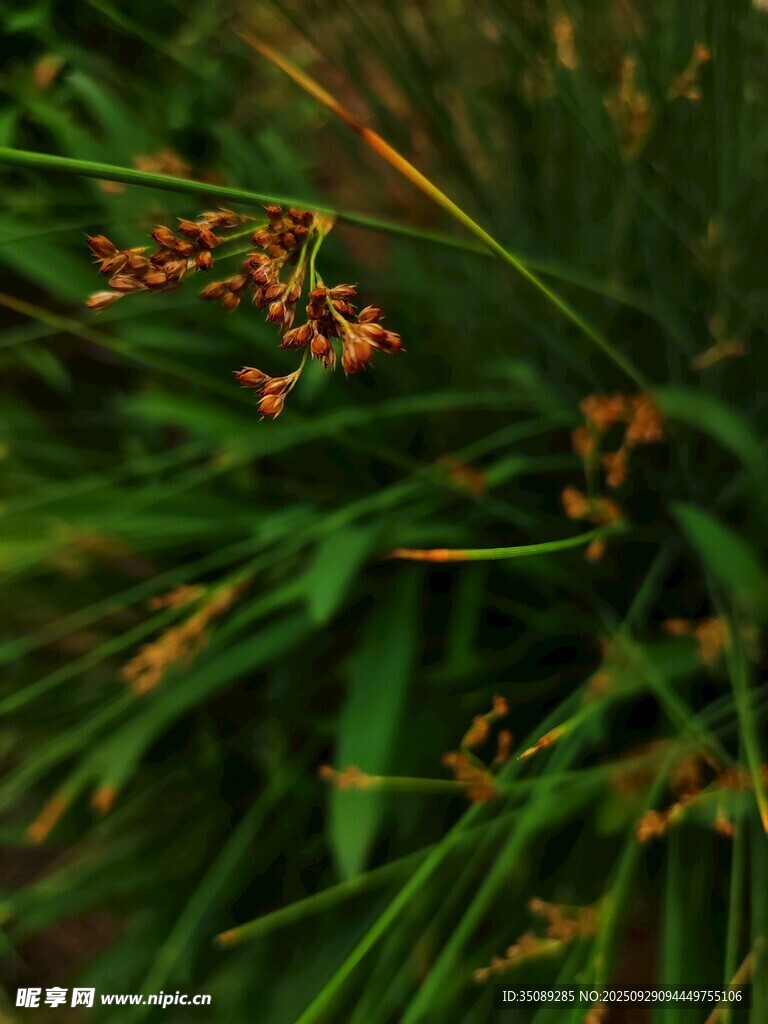 草叢中的細(xì)小植物
