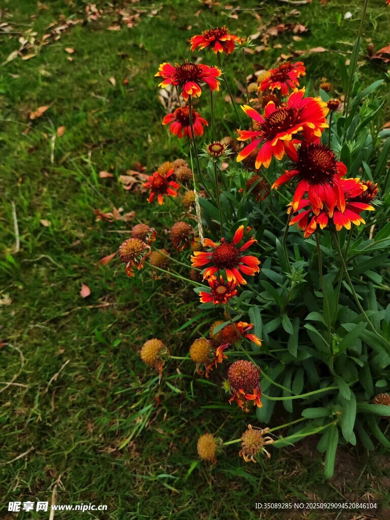 草叢中的艷麗紅色花朵