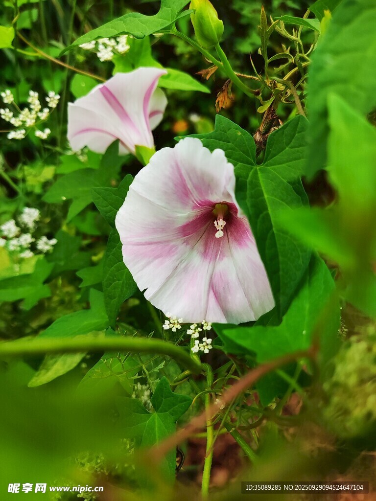 粉色牽?；ň`放綠葉間