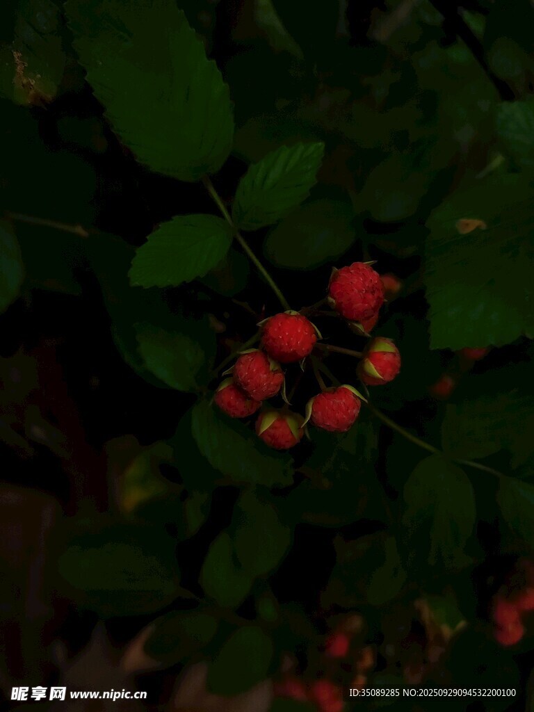 紅果綠葉的植物特寫