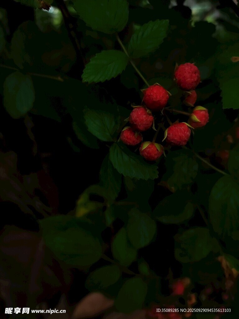枝頭紅果隱于綠葉間
