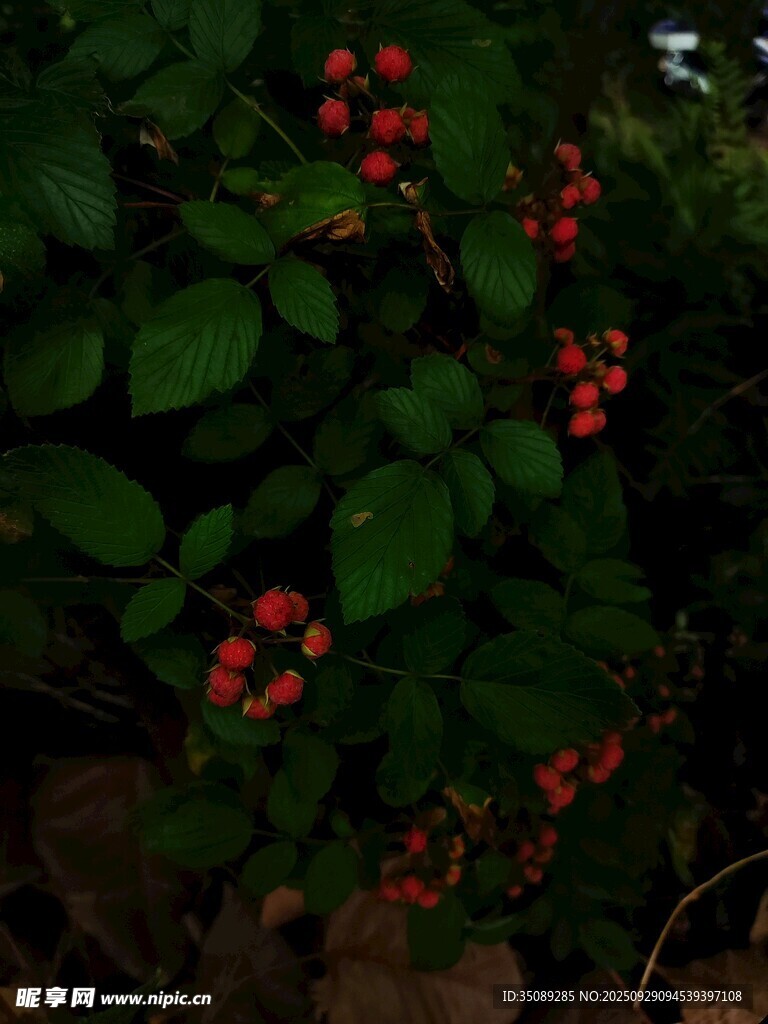 綠葉間的紅果