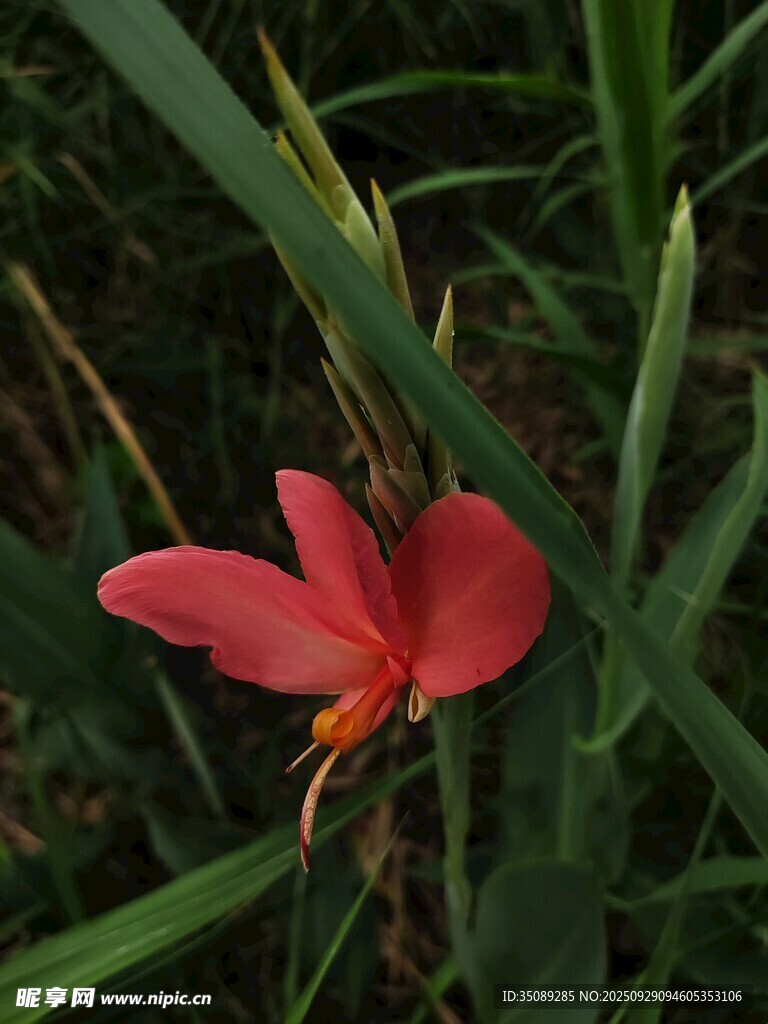 嬌艷紅色美人蕉綻放草叢