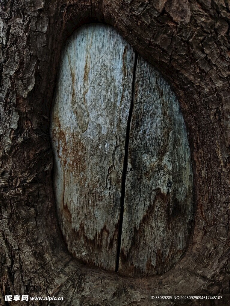樹干上的奇幻木質(zhì)橢圓門戶