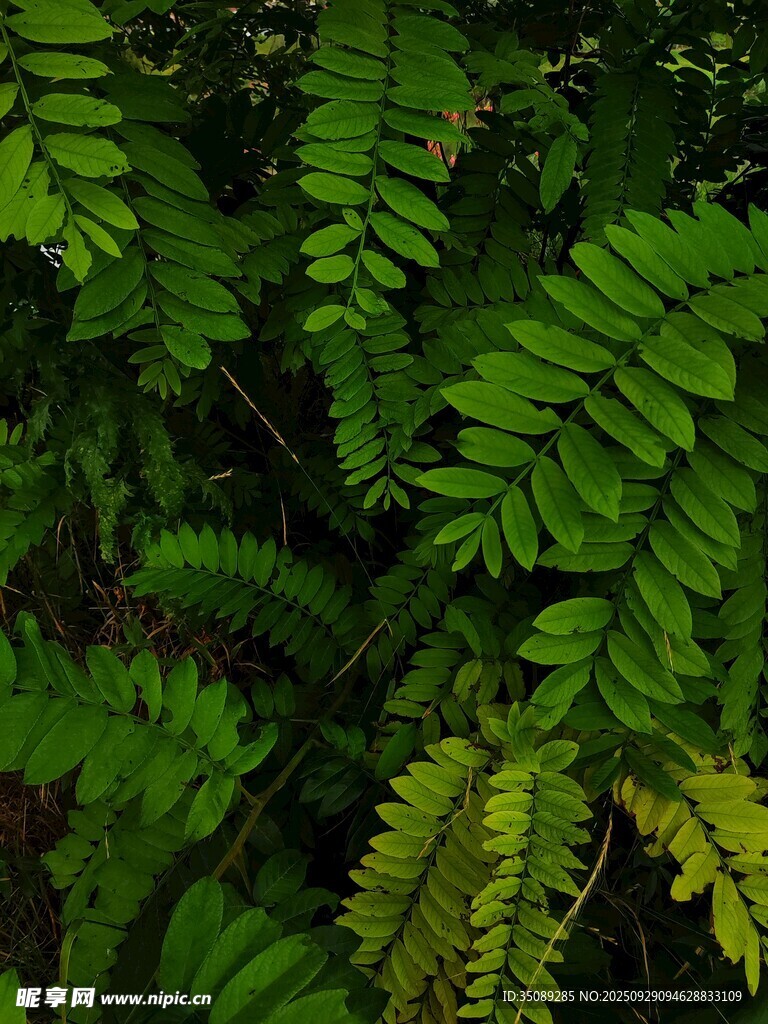 翠綠蕨類植物葉片特寫