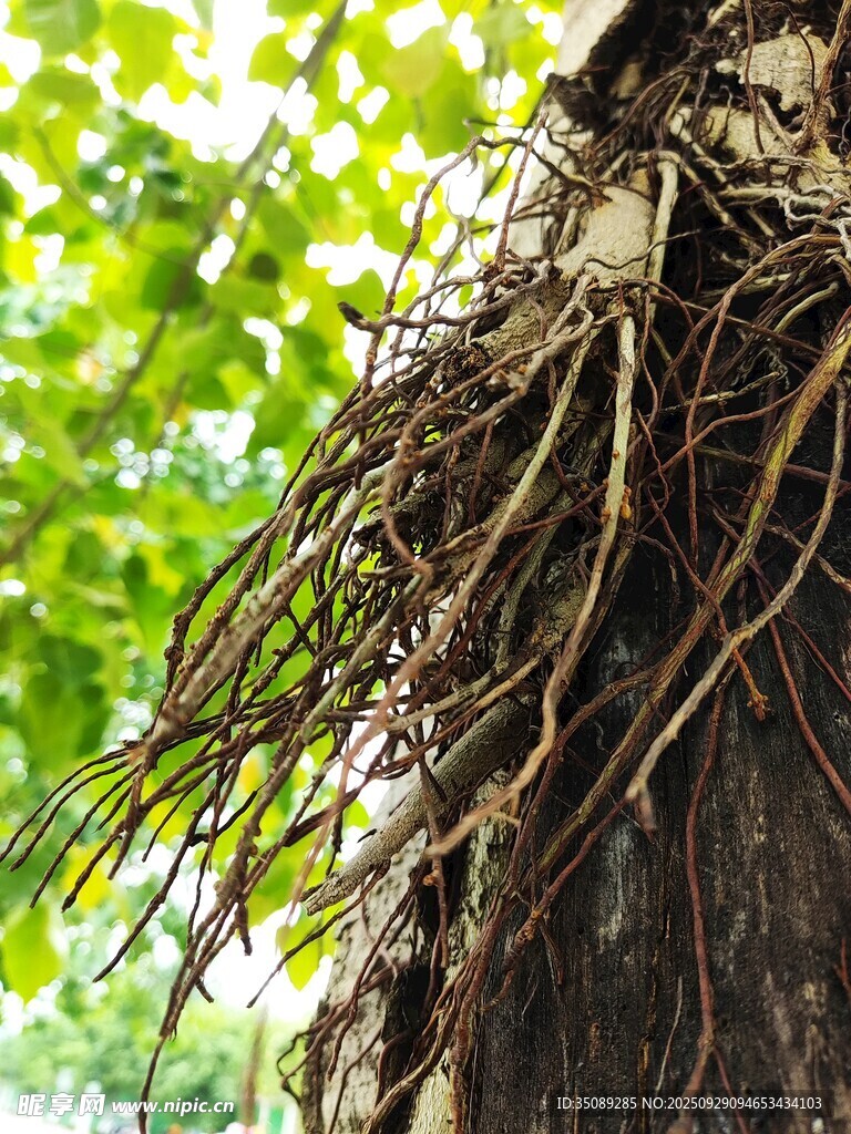 樹干上盤繞的繁茂根系