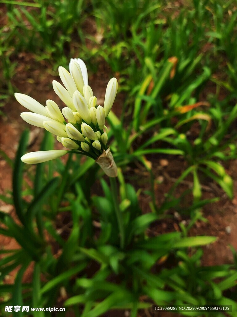 白色簇生小花綻放于草叢