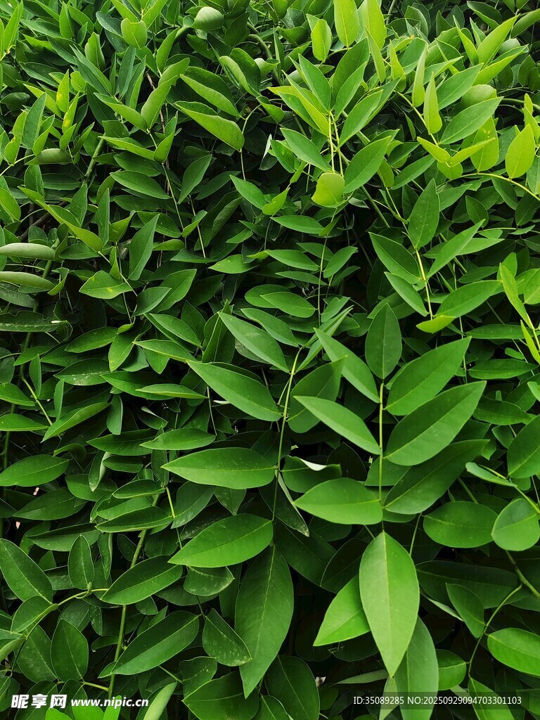翠綠繁茂的植物葉片