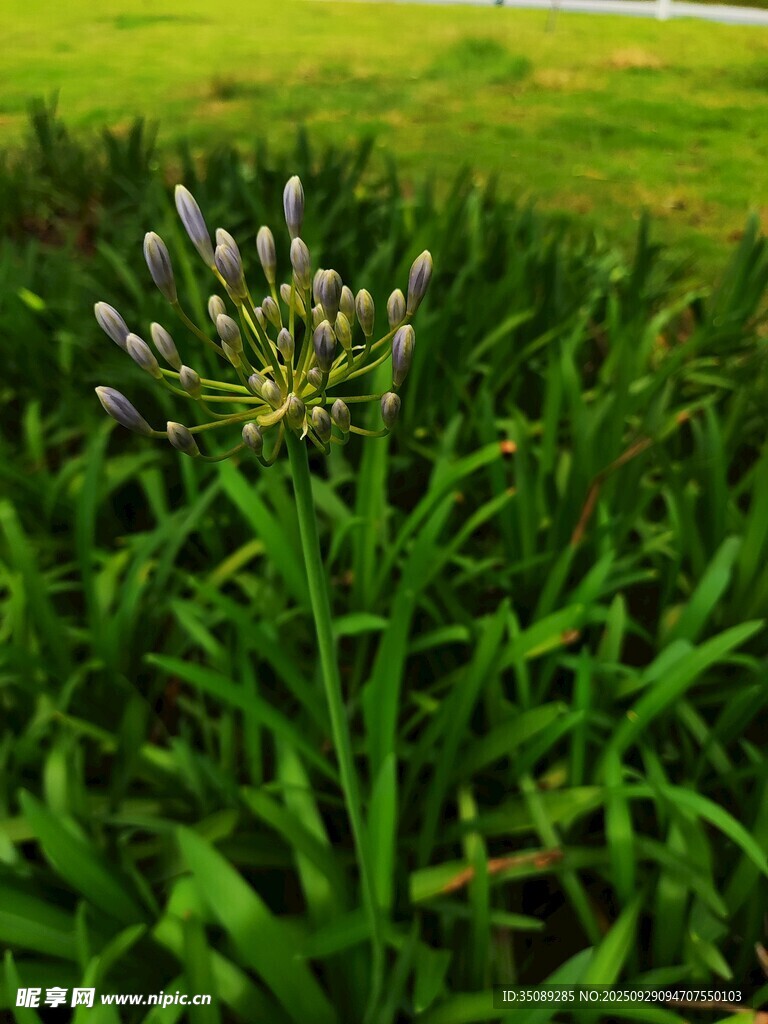 草叢中的白色小花