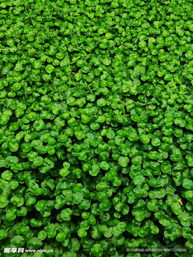 翠綠三葉草鋪滿畫面