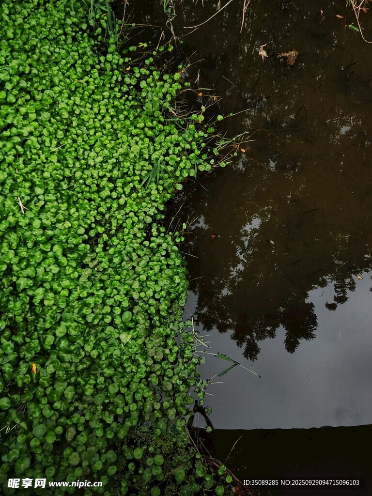 水面漂浮的翠綠水生植物