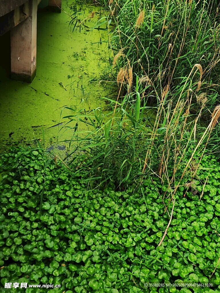 綠意盎然的水生植物景觀