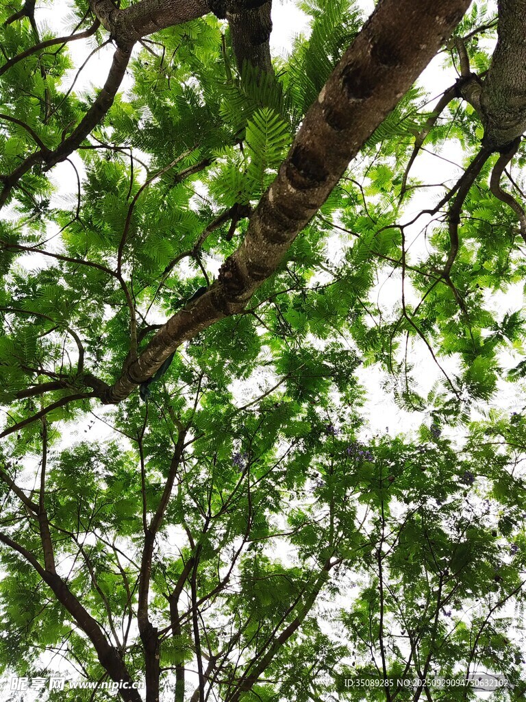 繁茂綠樹間的自然景致