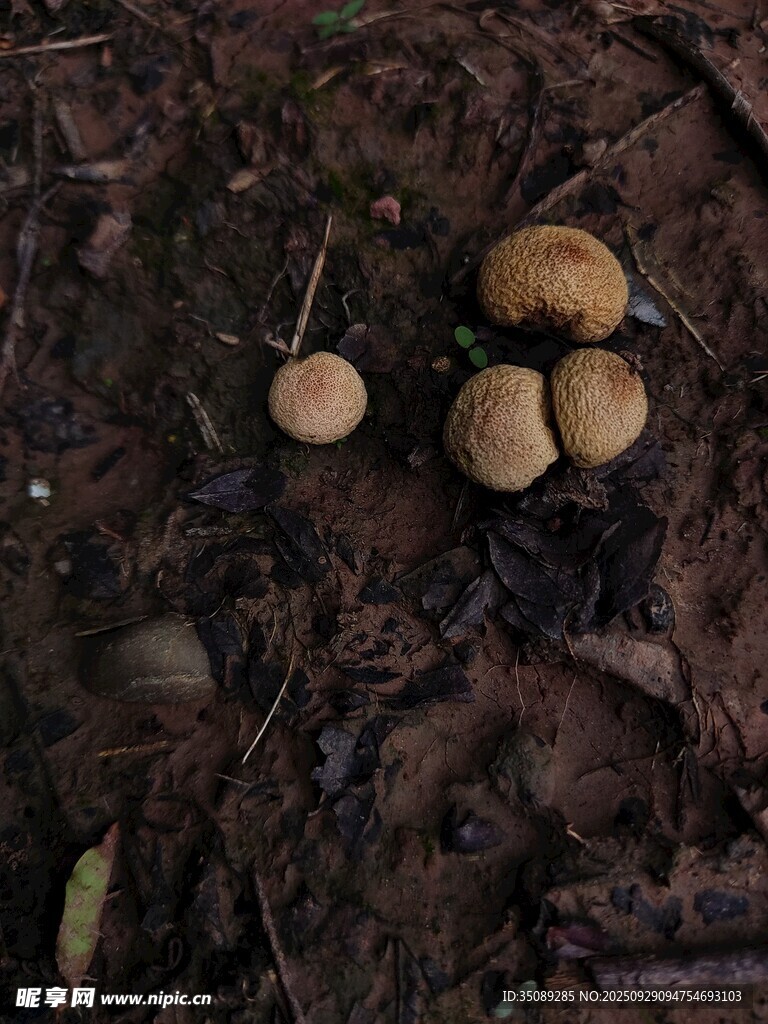 森林地面上的幾枚蘑菇