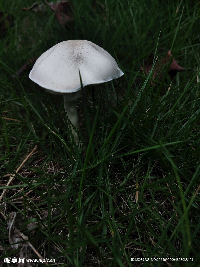 草地上的白色蘑菇