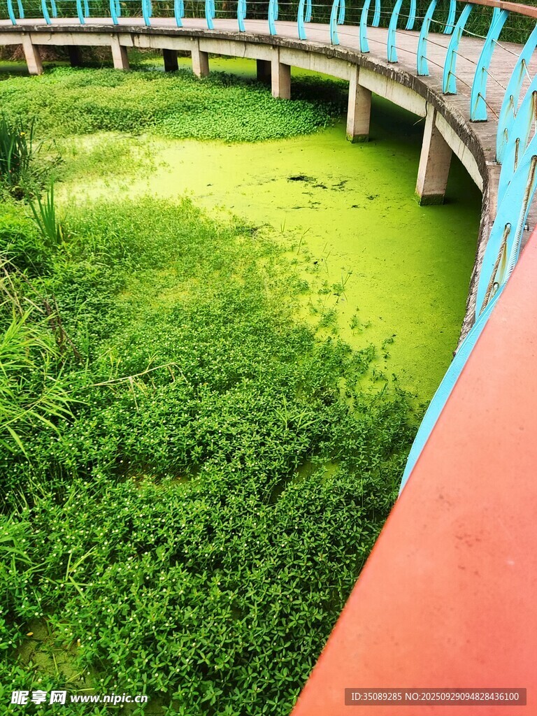 河道長滿綠色水生植物