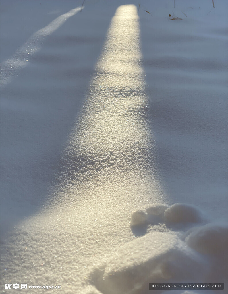 雪地陽光里的動物腳印
