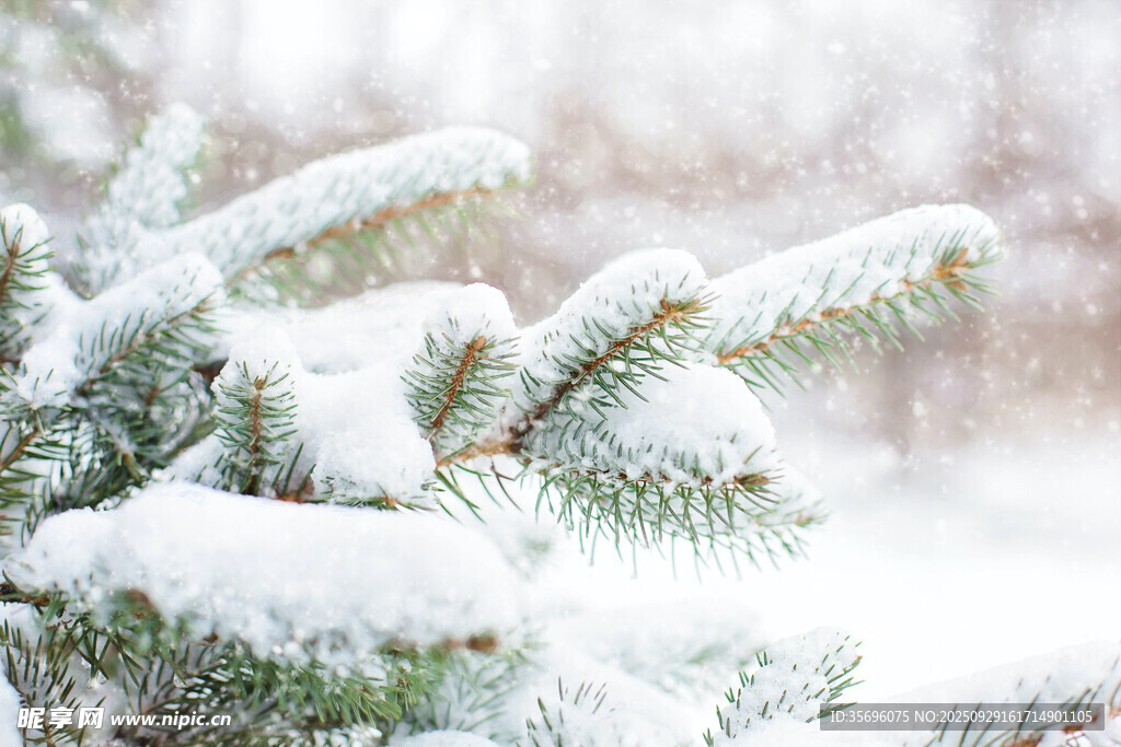 雪覆松枝的冬日美景