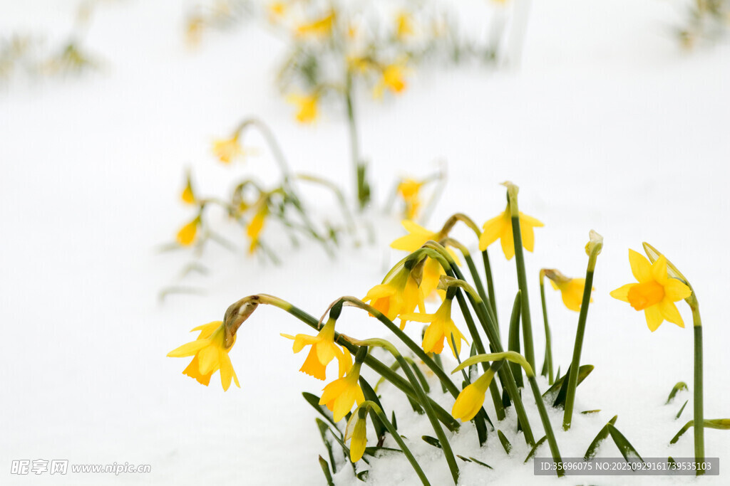 雪中小黃花開春意萌動