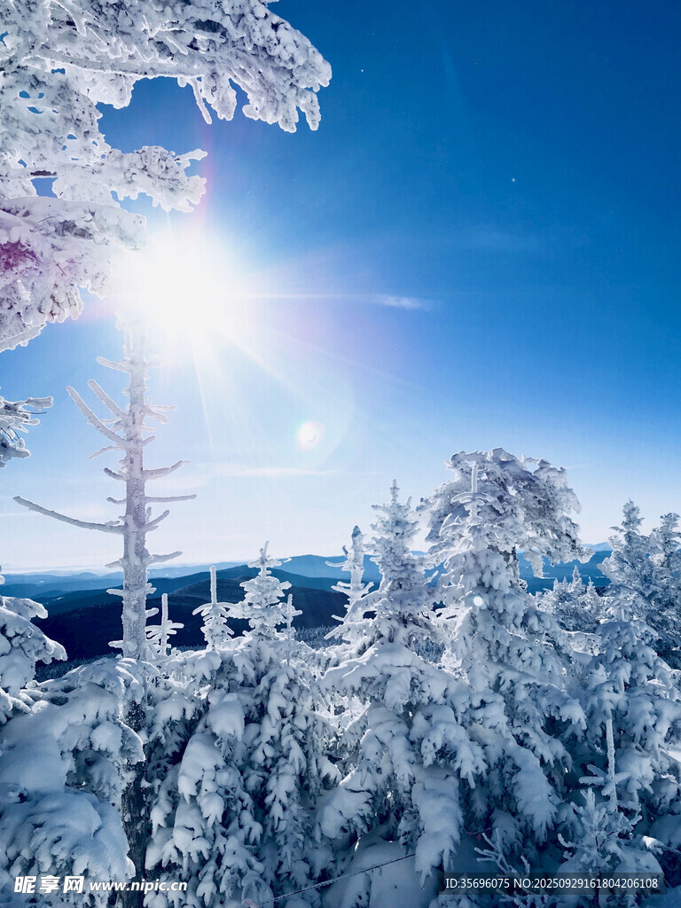 冬日雪林陽光美景