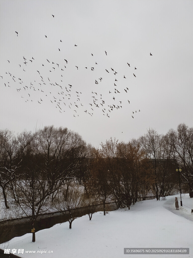 雪地上空飛鳥群舞景象