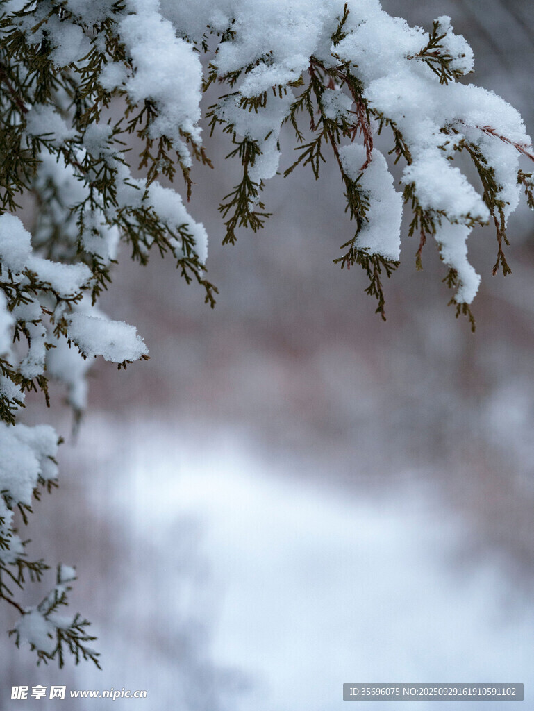 枝頭覆雪的冬日景致
