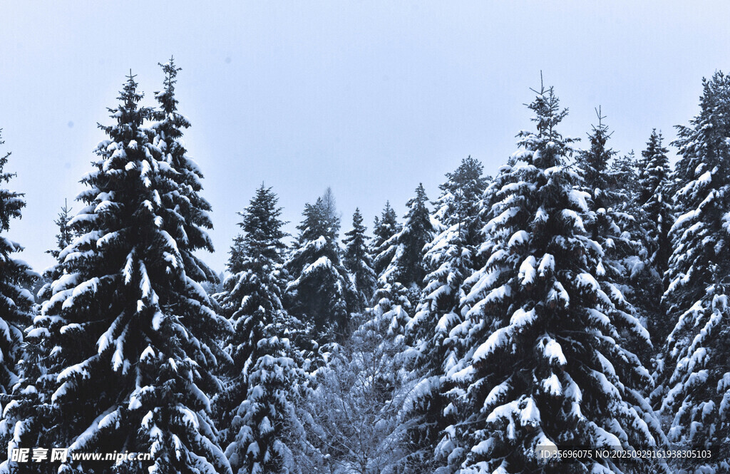 雪覆松林美景