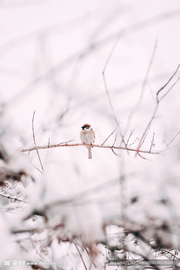 雪枝上的小鳥