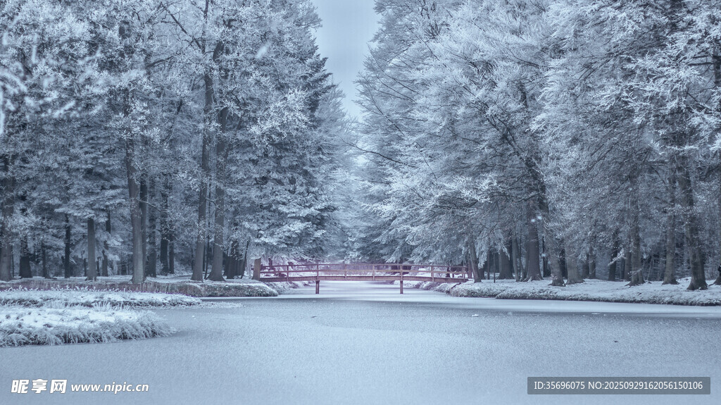 冬日雪景中的靜謐樹林