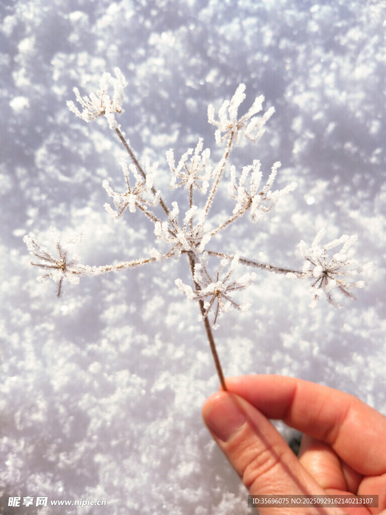 手持霜花植物特寫