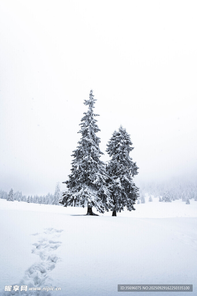 雪地中的挺拔雪松