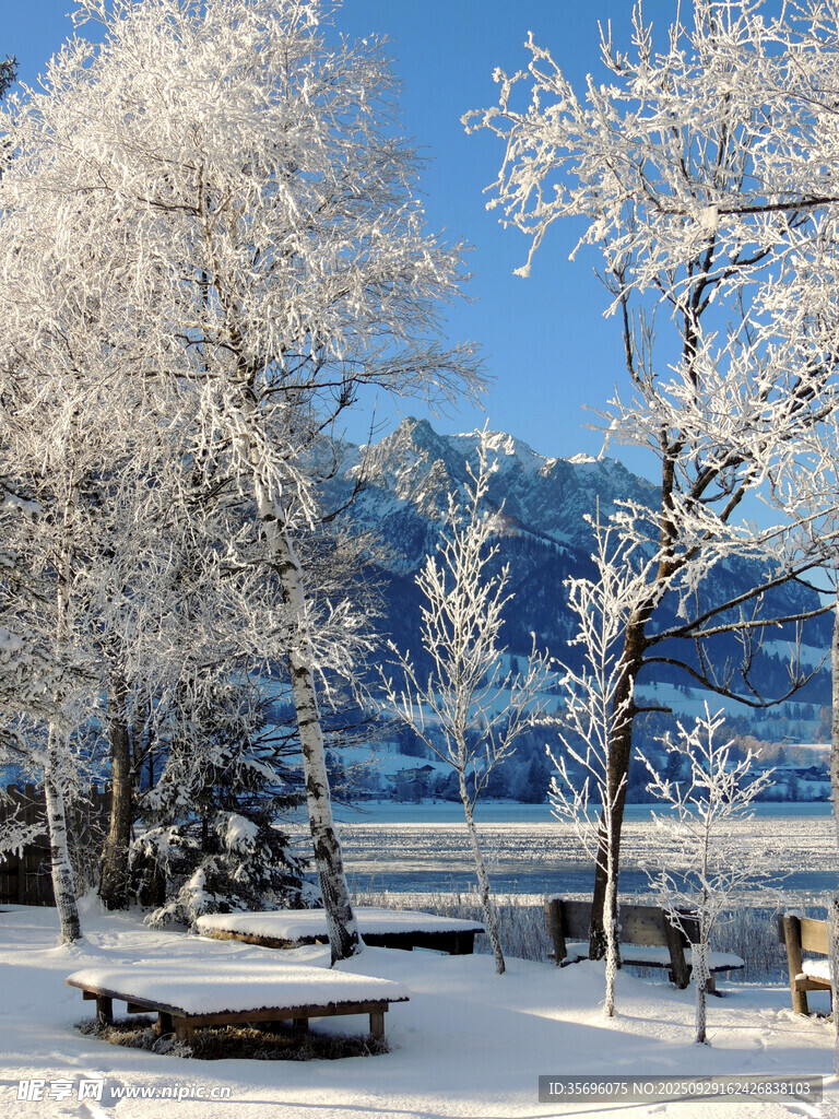 冬日雪林湖畔靜謐美景