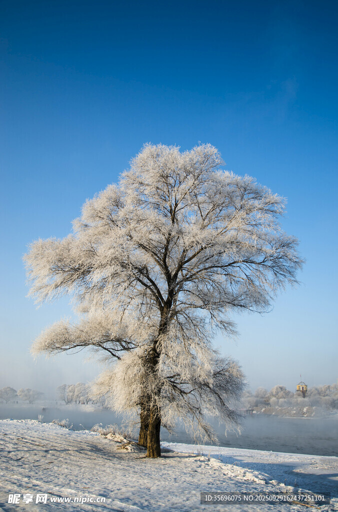 冬日雪覆孤樹美景