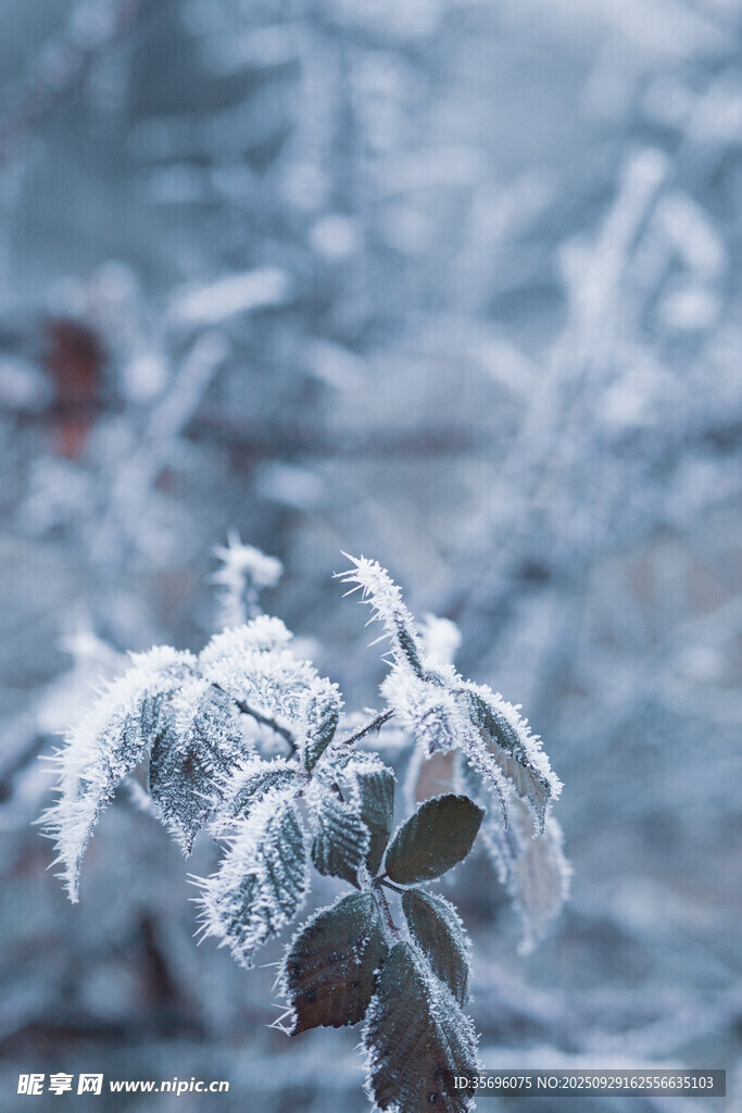 霜覆枝葉的冬日景象