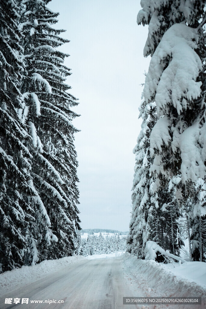 雪覆山林間的靜謐公路